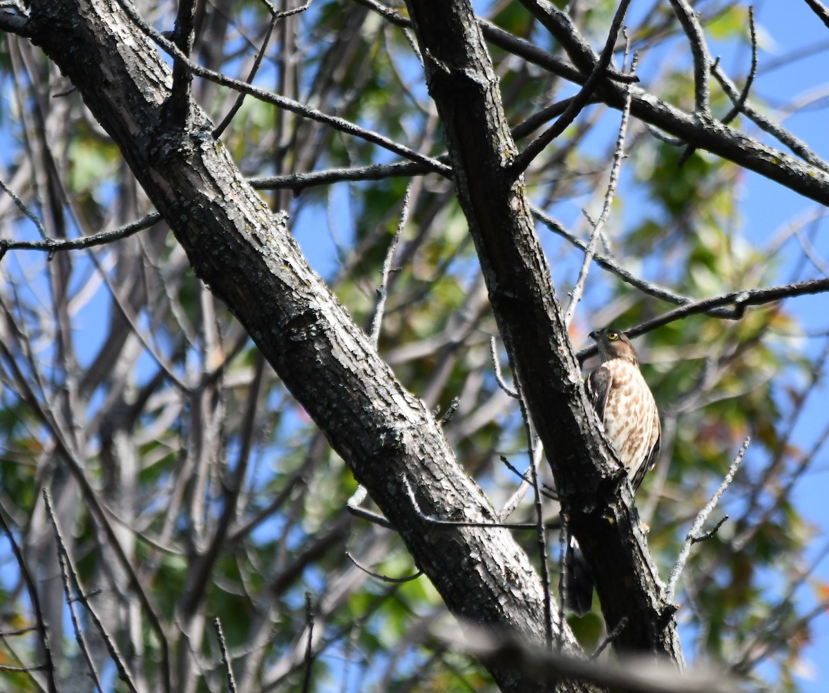 Cooper's Hawk - ML623957049