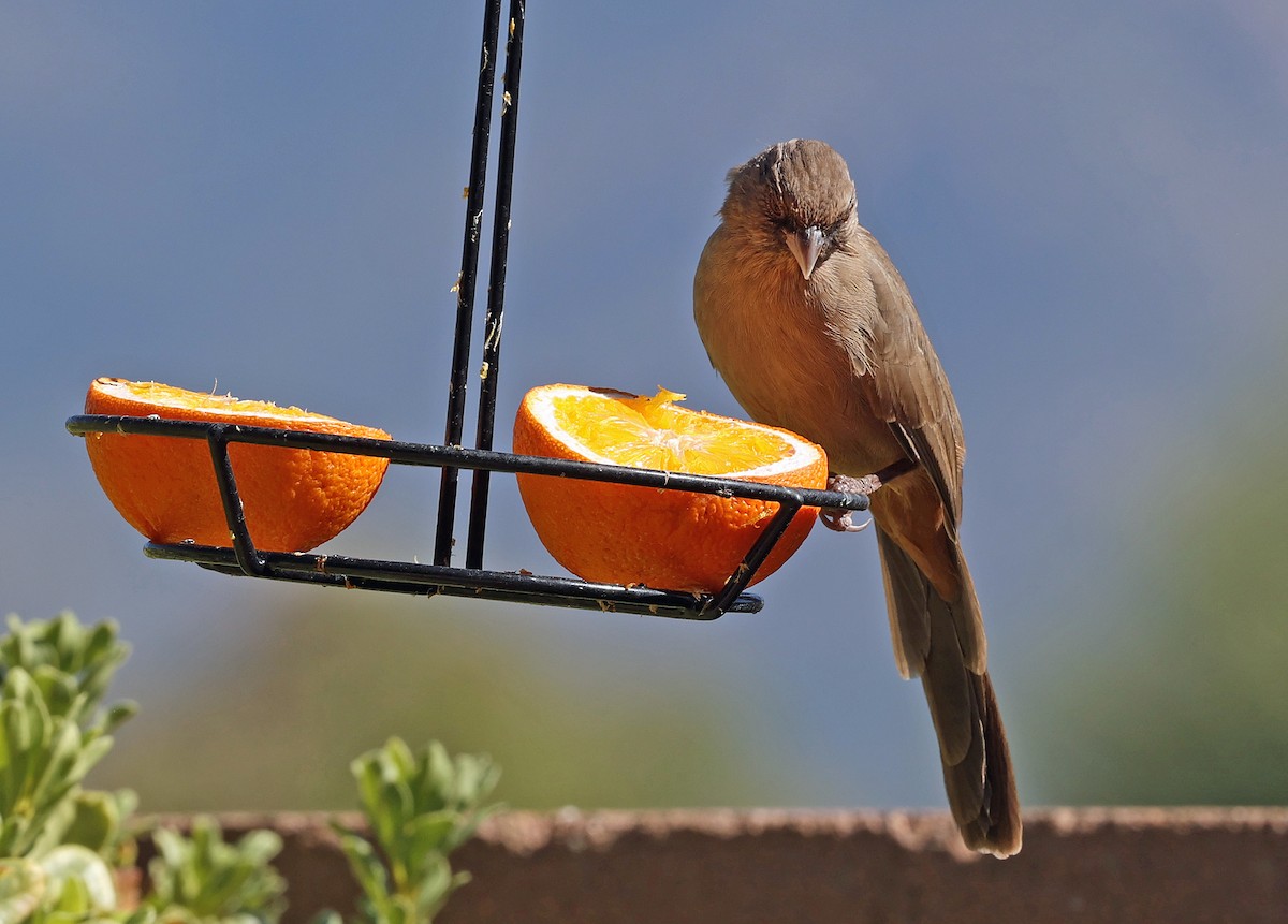 Abert's Towhee - ML623957051