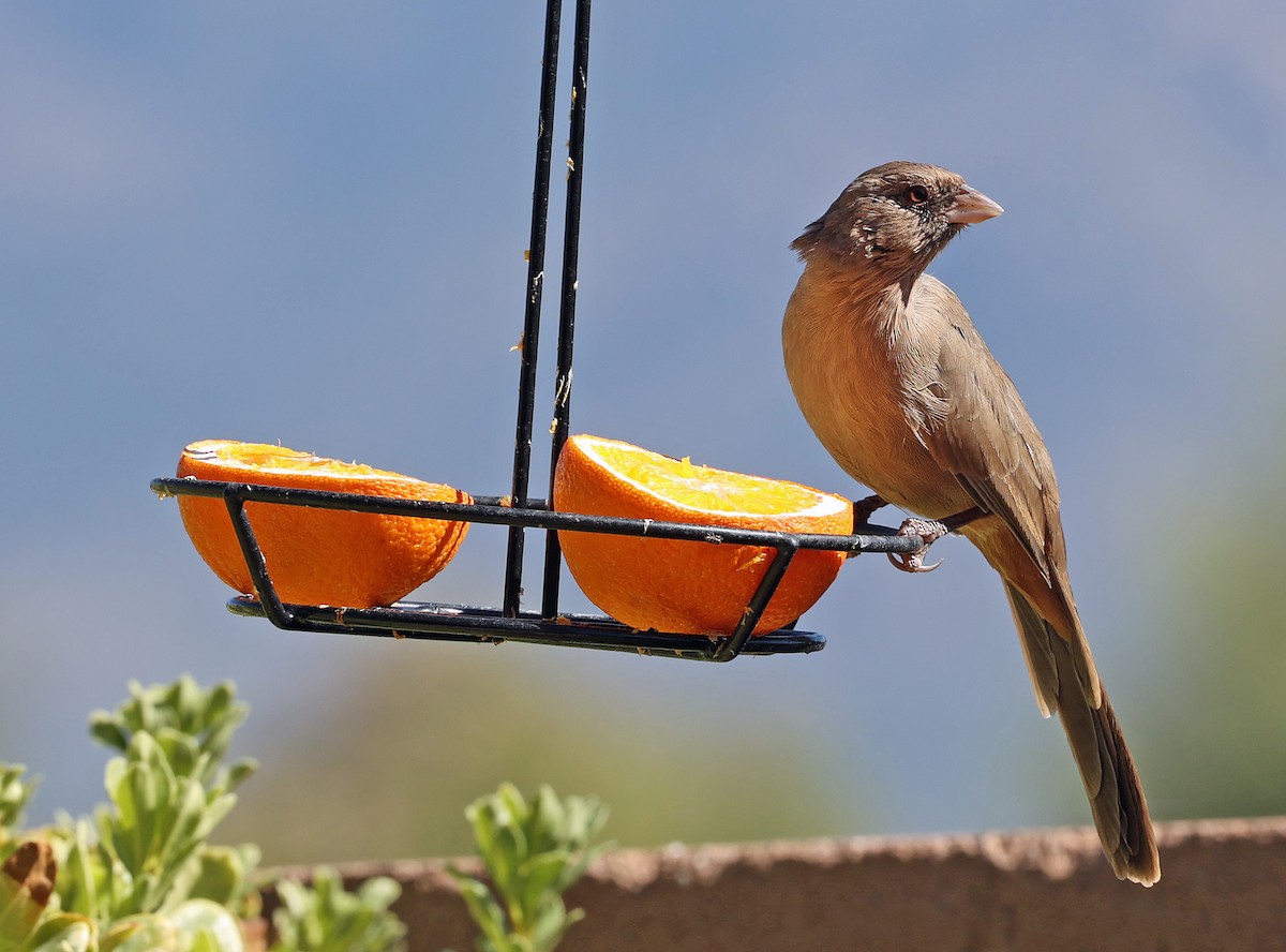 Abert's Towhee - ML623957052