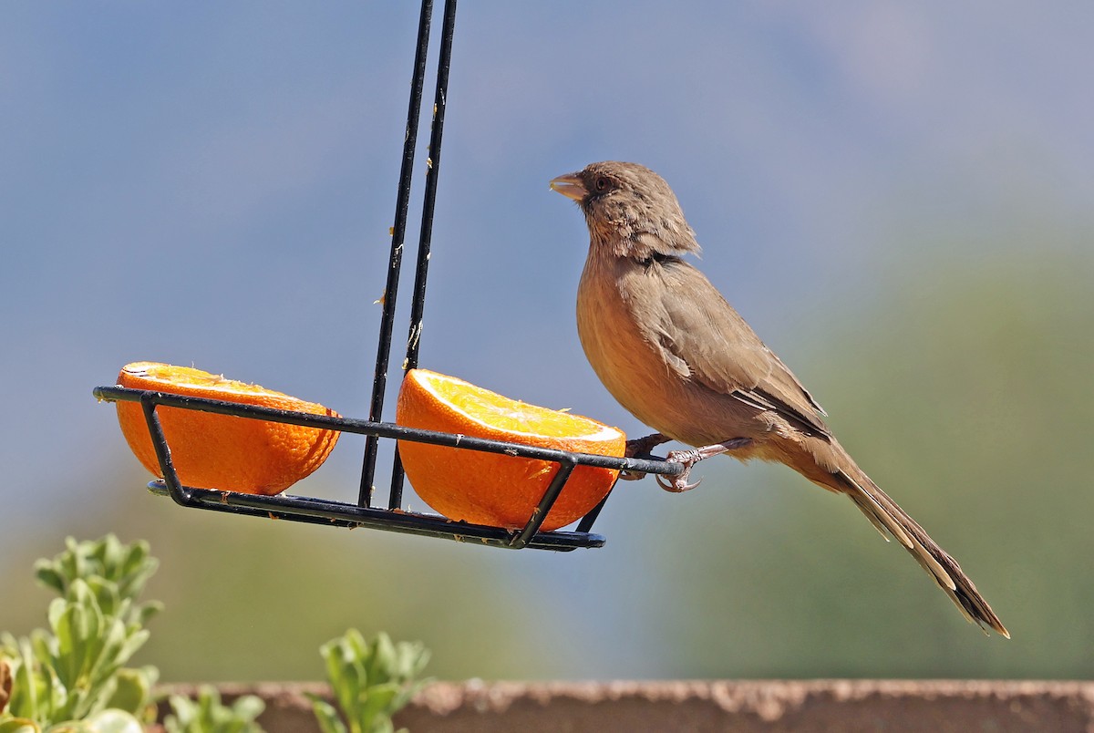 Abert's Towhee - ML623957053