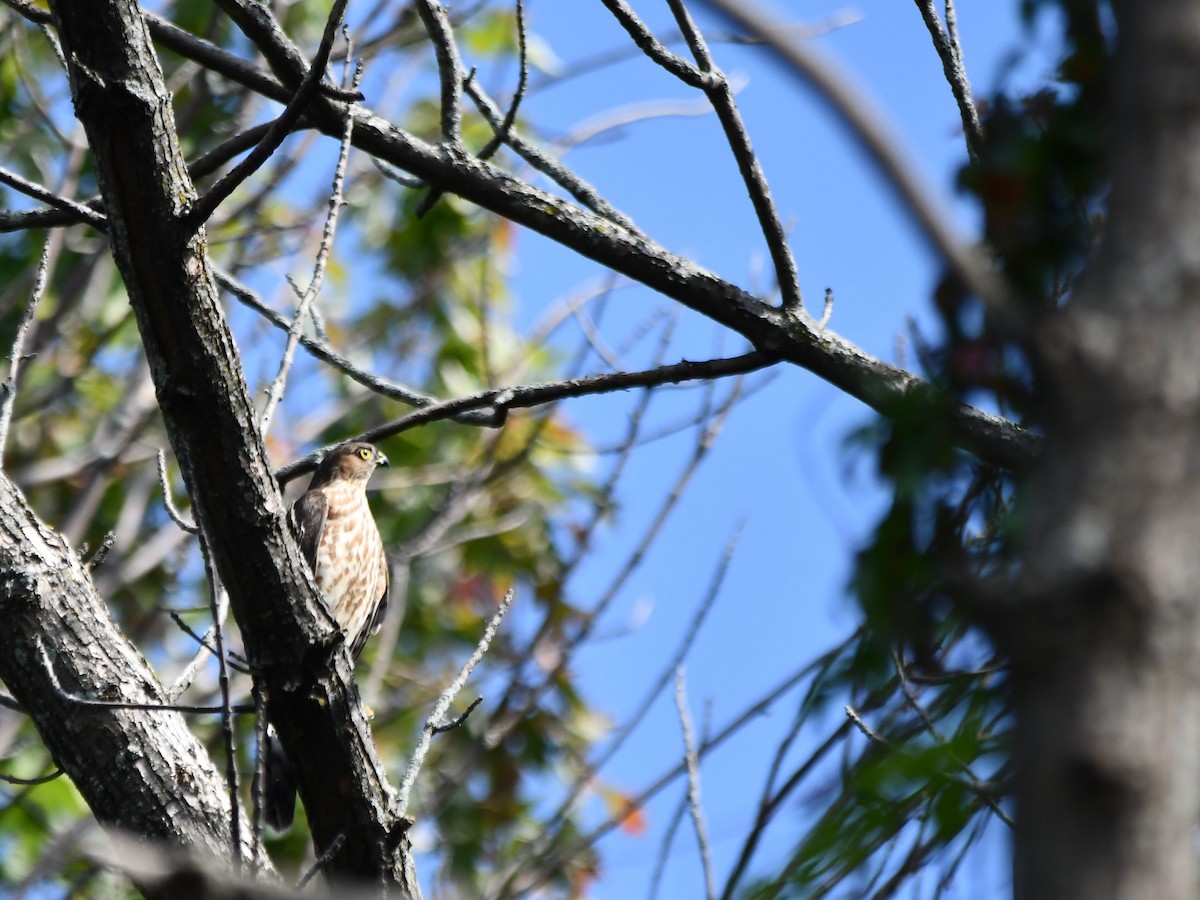 Cooper's Hawk - Monique Maynard