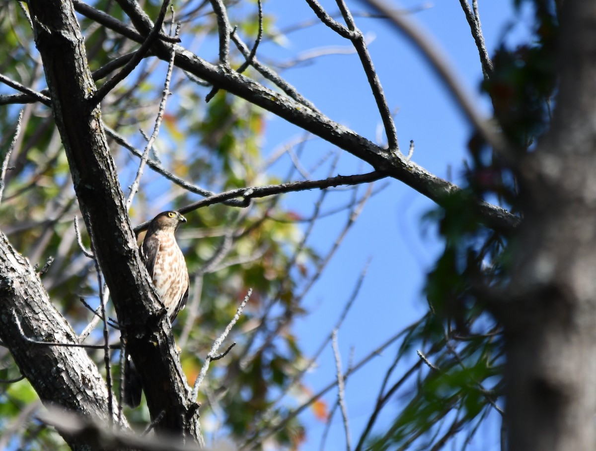 Cooper's Hawk - ML623957064