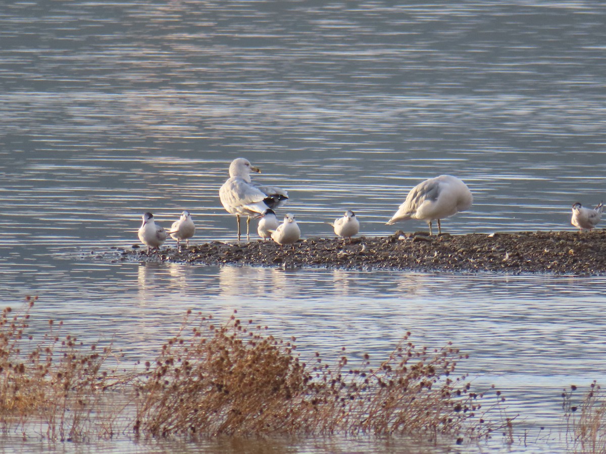 Common Tern - ML623957068