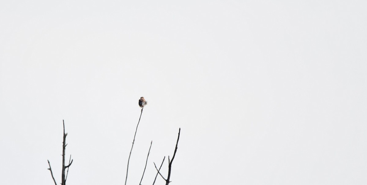 American Kestrel - ML623957086