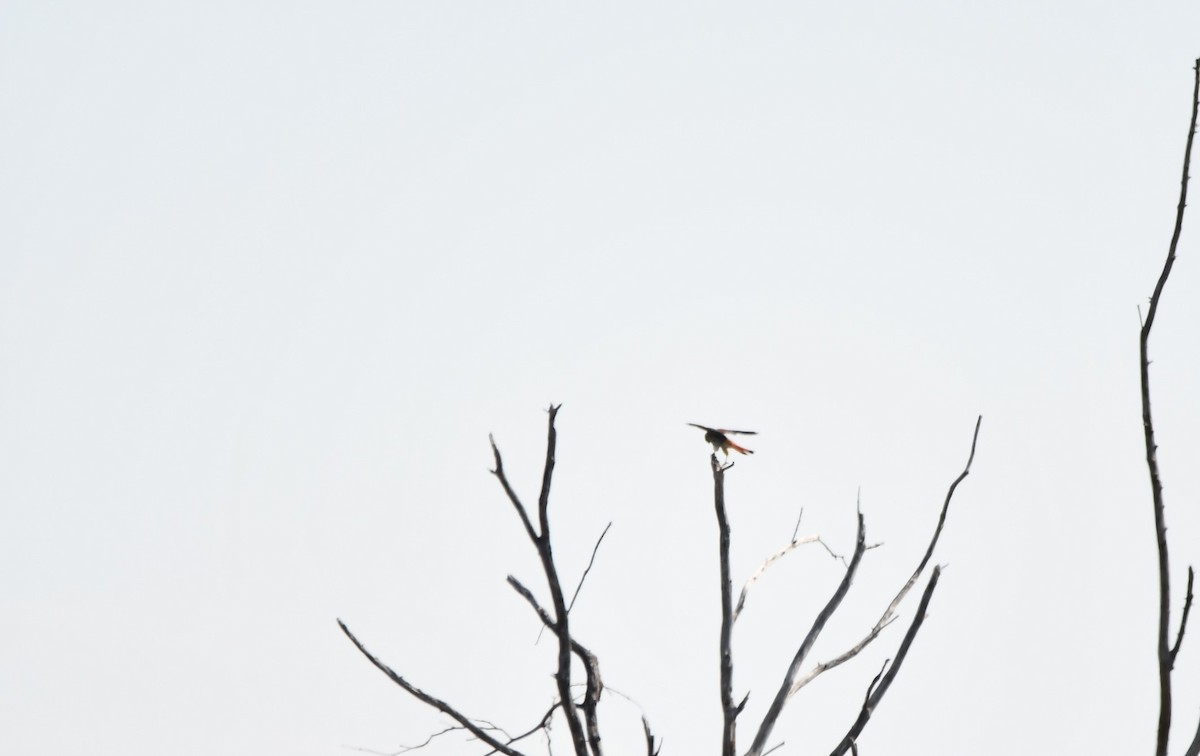 American Kestrel - ML623957089