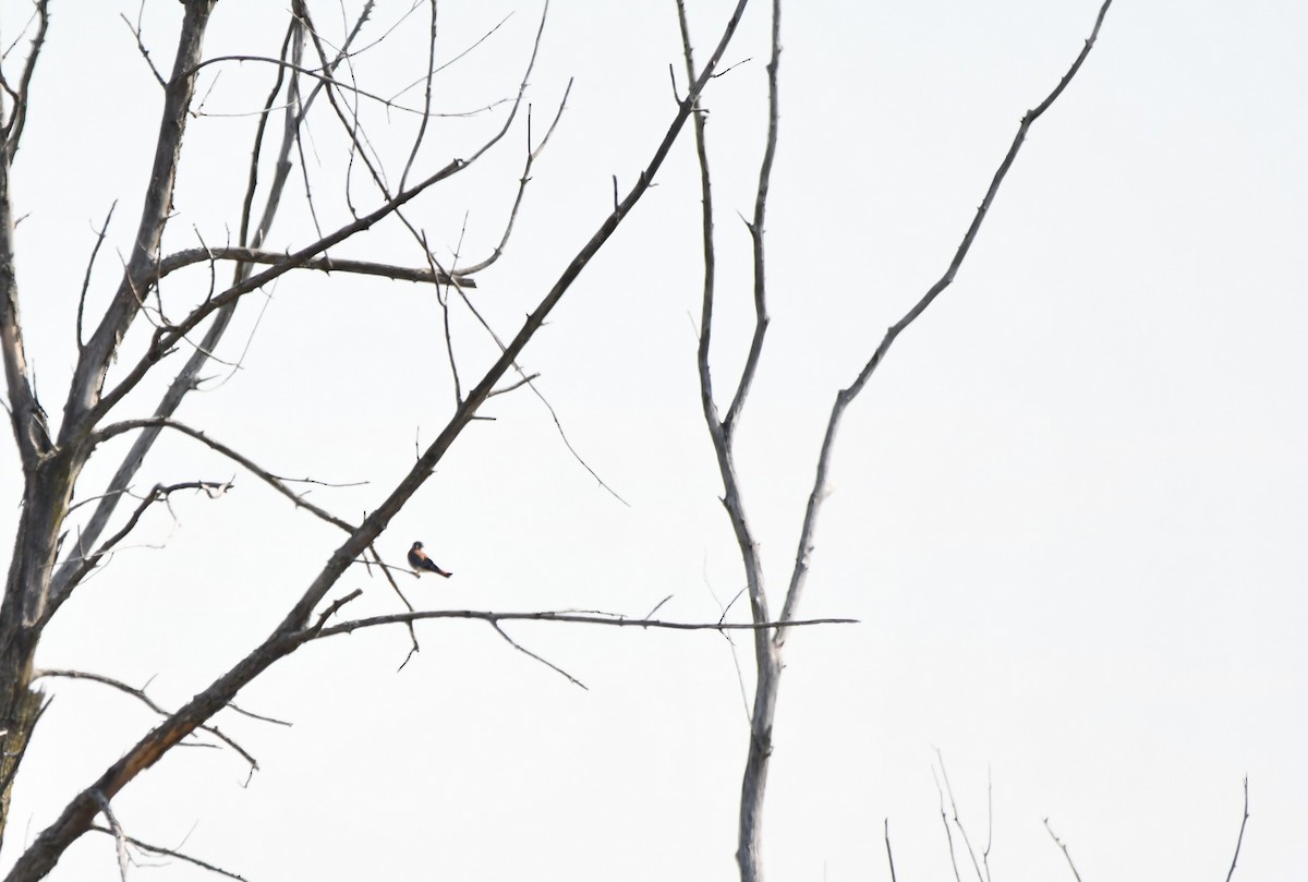 American Kestrel - ML623957091