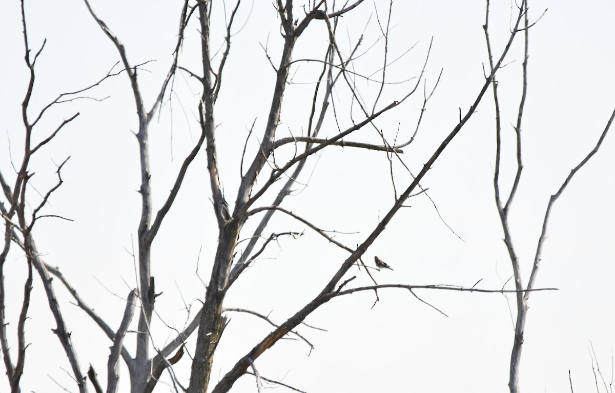 American Kestrel - ML623957095