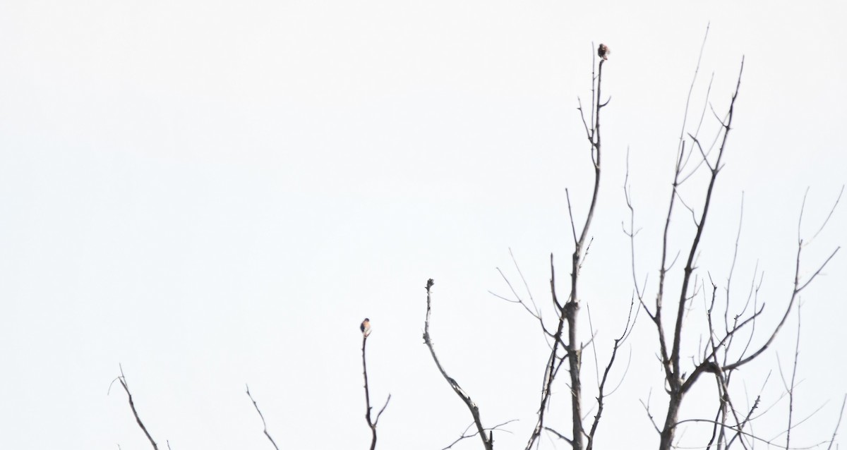 American Kestrel - ML623957101