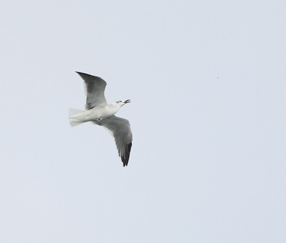 Laughing Gull - ML623957108