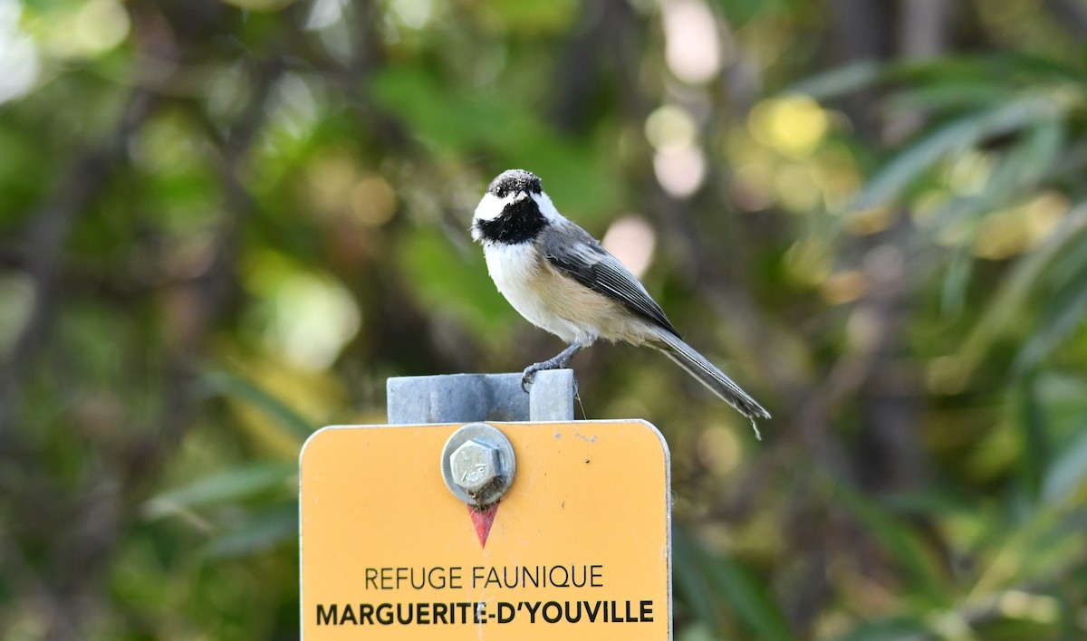 Black-capped Chickadee - ML623957120