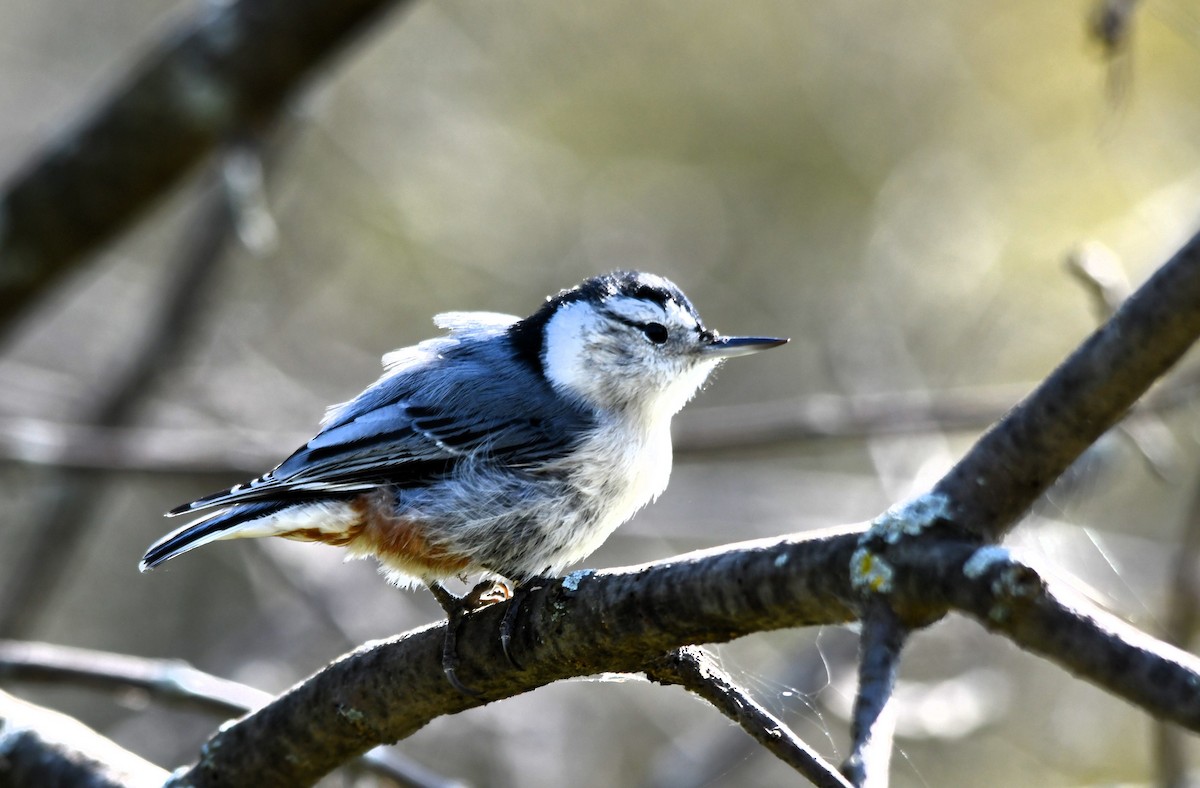 White-breasted Nuthatch - Monique Maynard