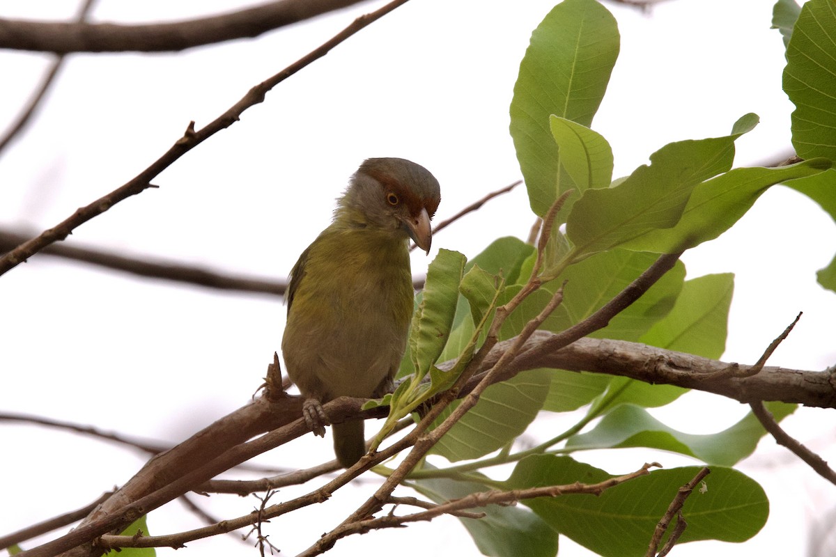 Rufous-browed Peppershrike - ML623957128