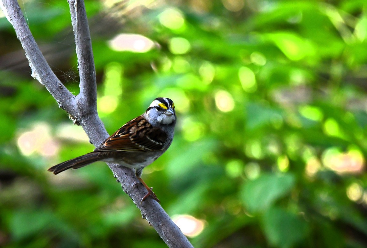 White-throated Sparrow - ML623957138