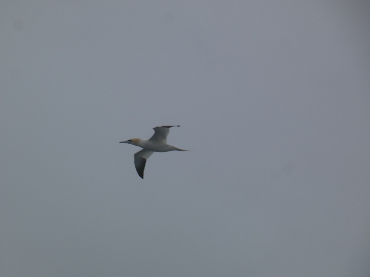 Northern Gannet - ML623957139