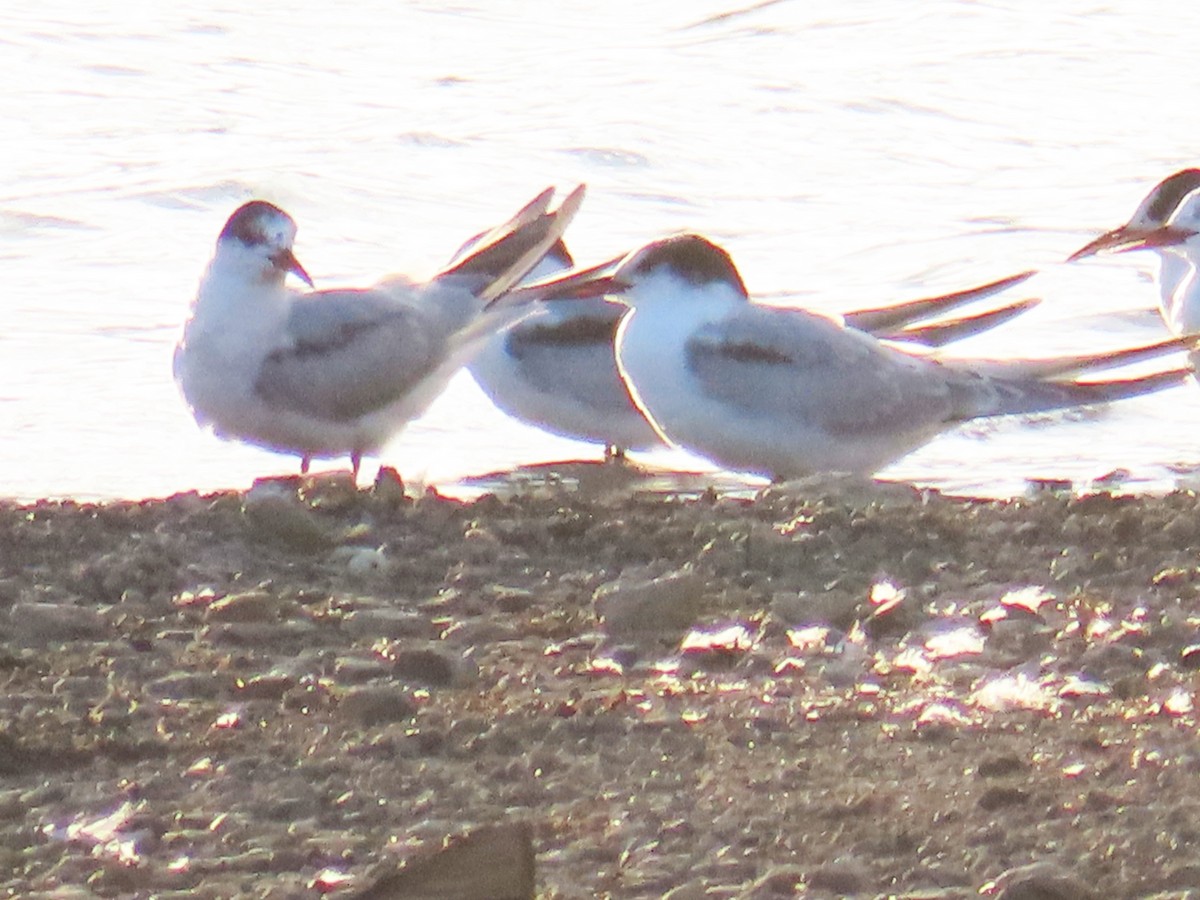 Common Tern - ML623957141