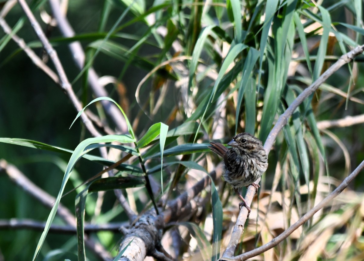 Song Sparrow - ML623957142