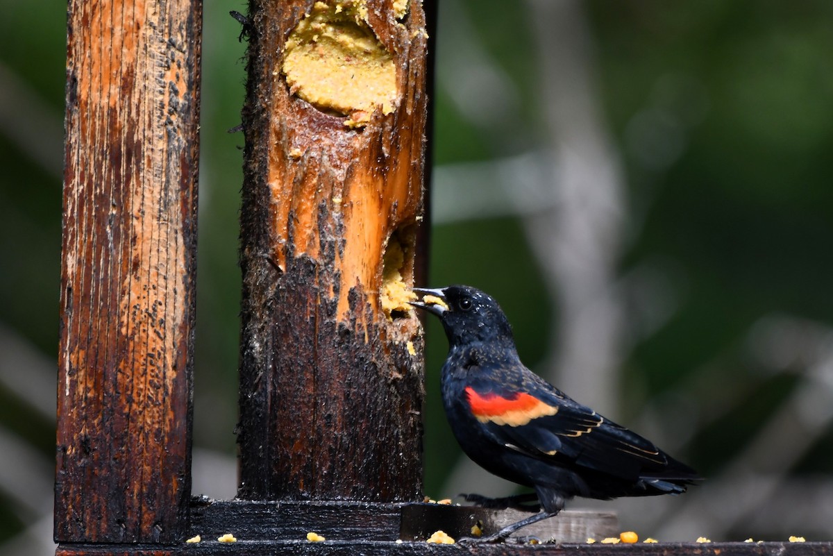 Red-winged Blackbird - ML623957148