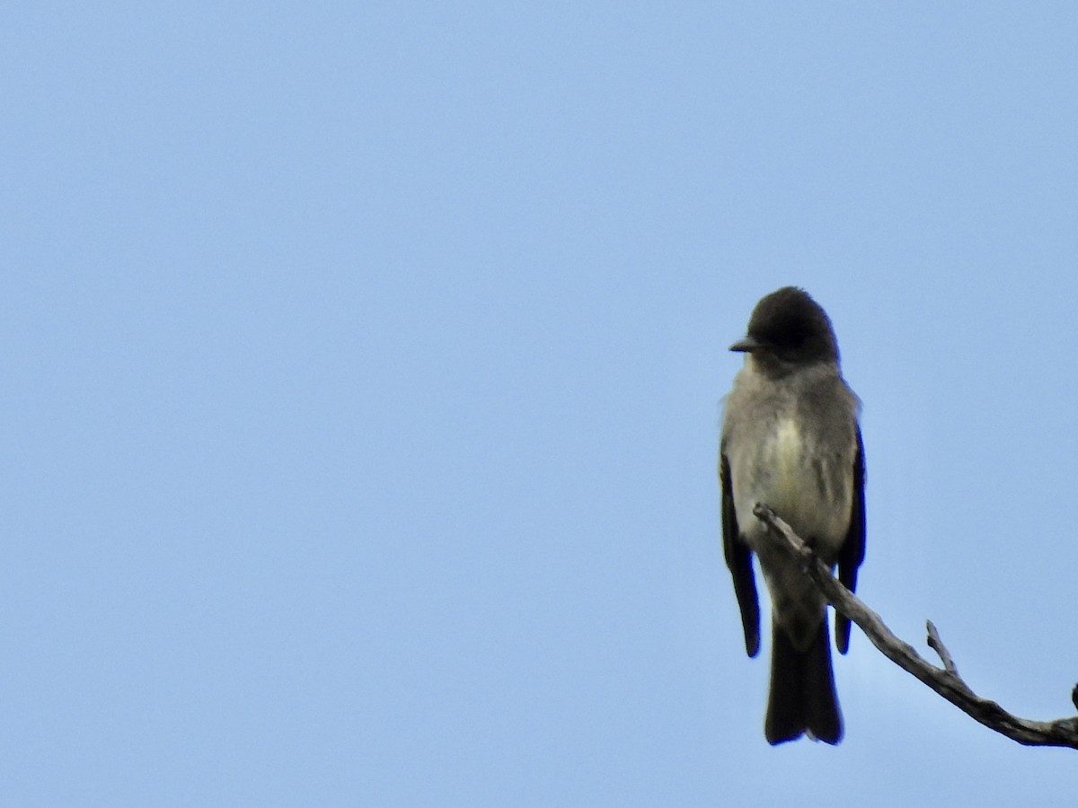 Western Wood-Pewee - ML623957150