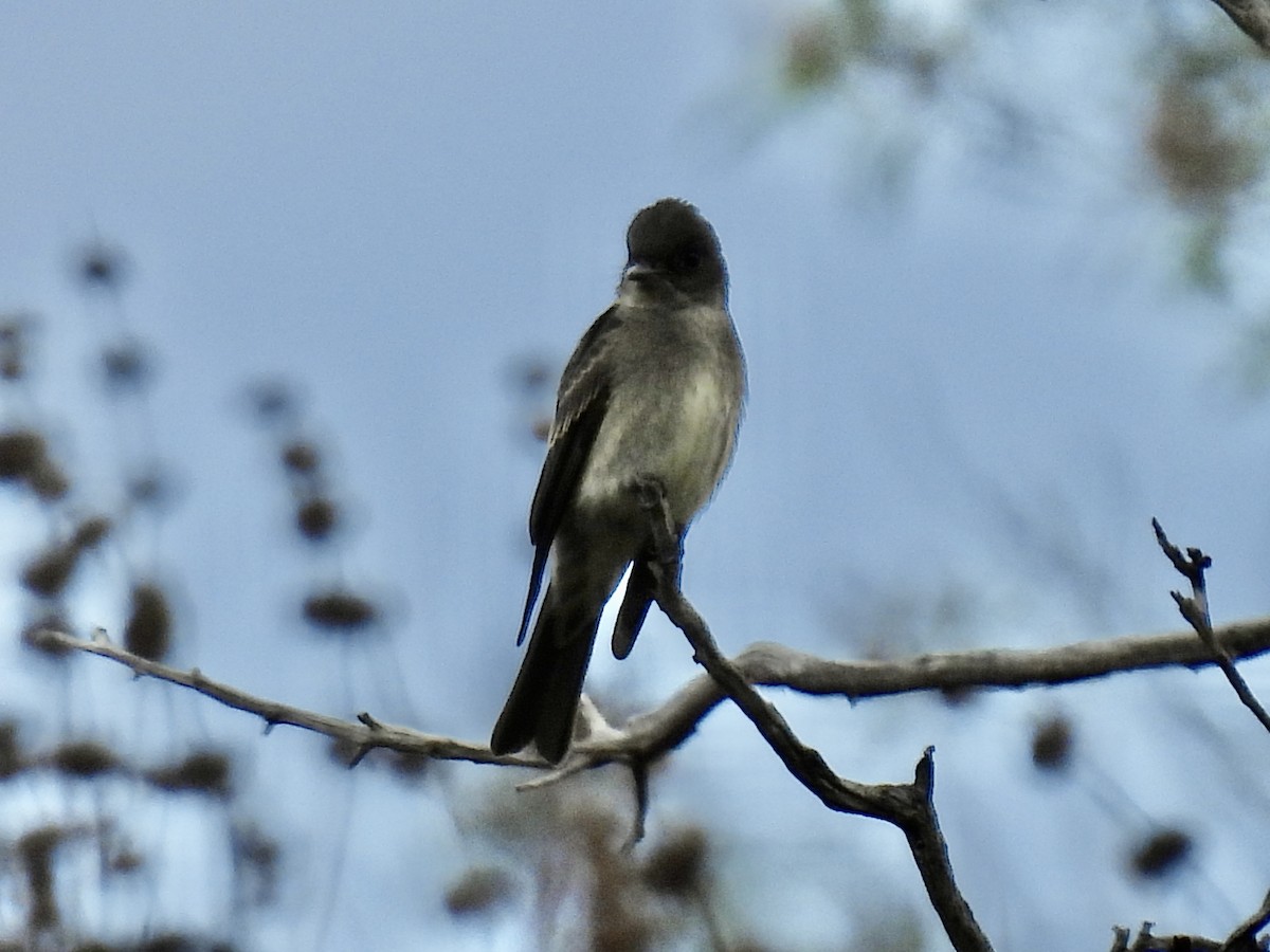 Western Wood-Pewee - ML623957151