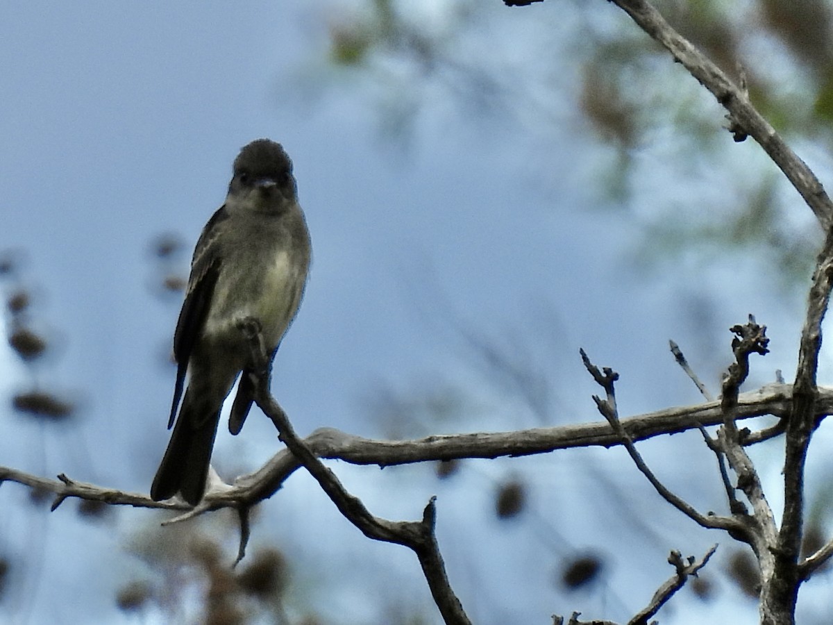 Western Wood-Pewee - ML623957152