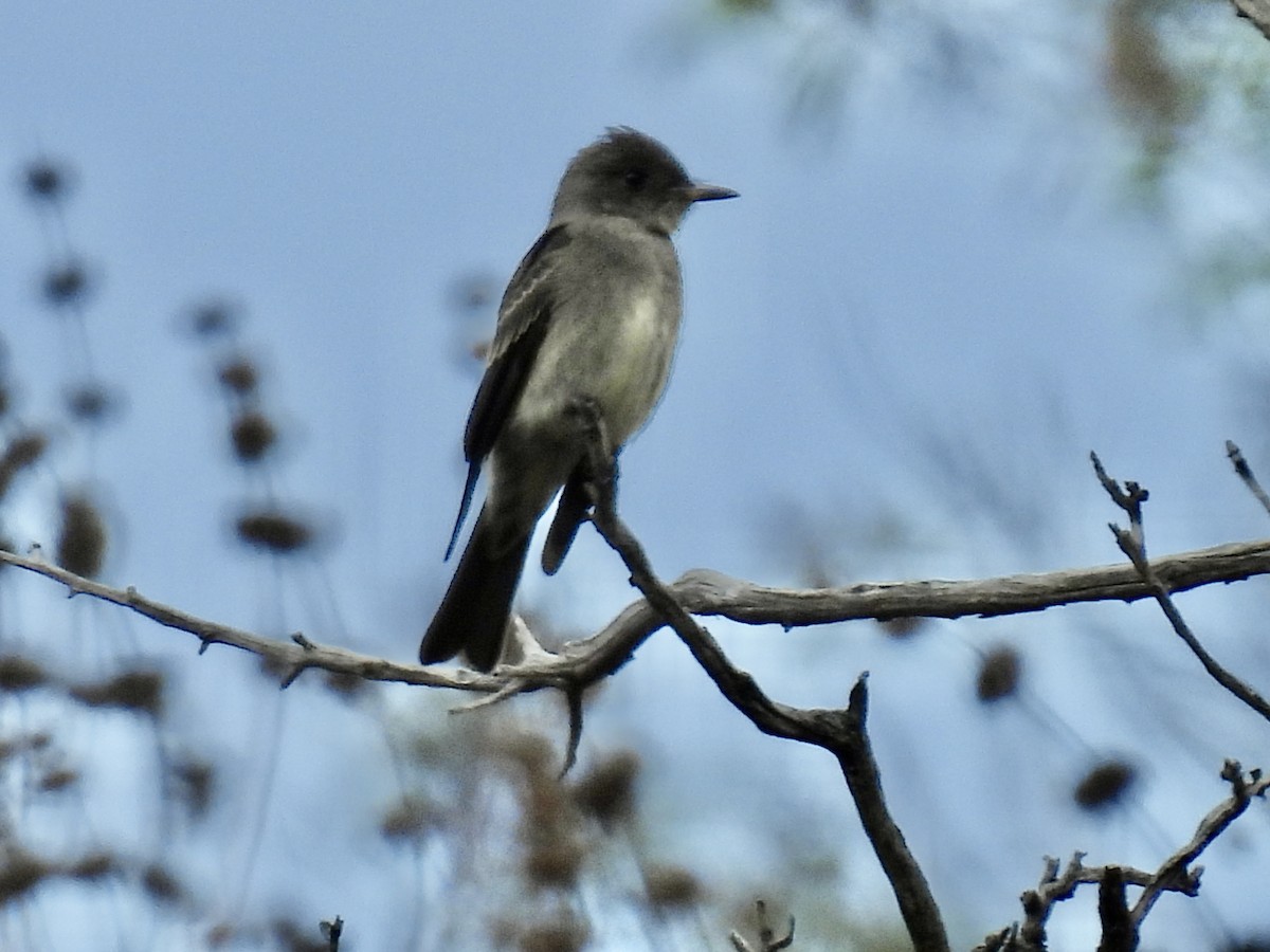 Western Wood-Pewee - ML623957153