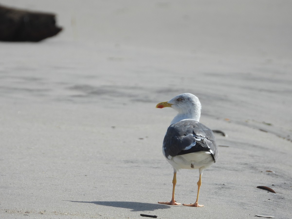 Lesser Black-backed Gull - ML623957158