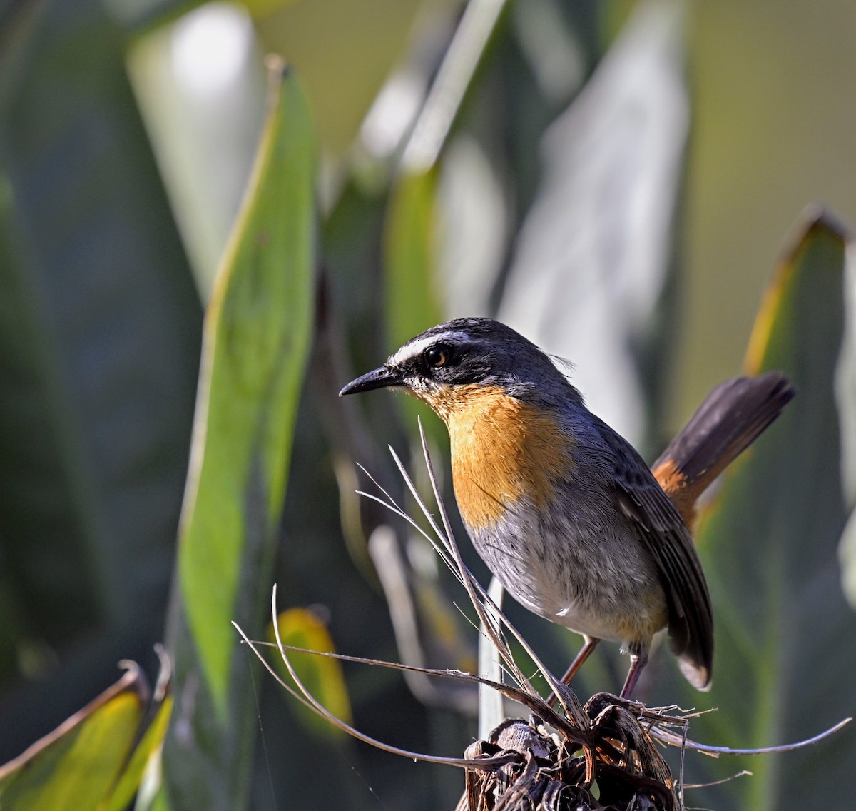 Cape Robin-Chat - ML623957159