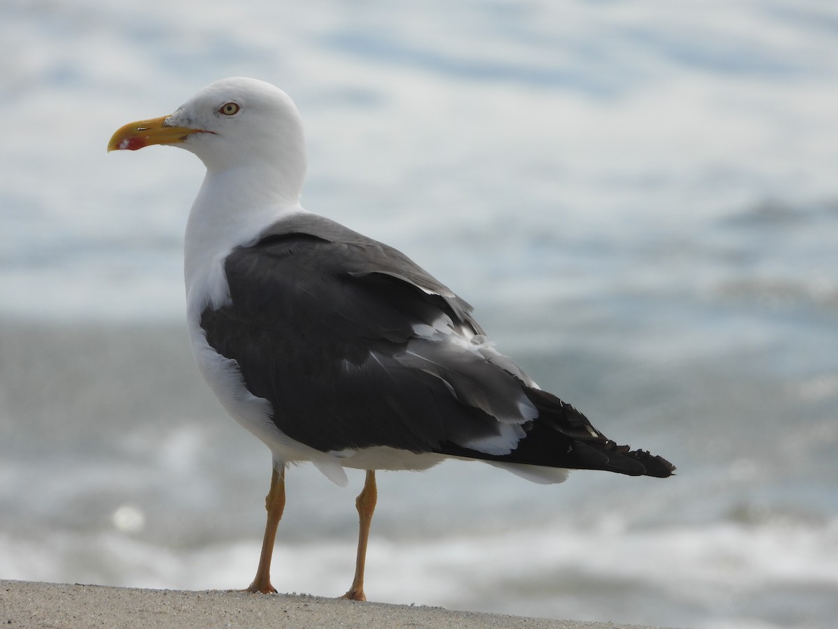 Lesser Black-backed Gull - ML623957169