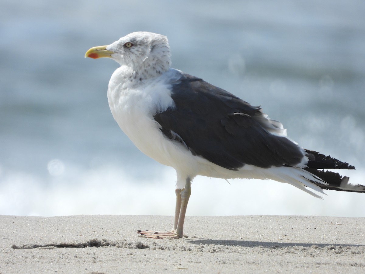 Lesser Black-backed Gull - ML623957172