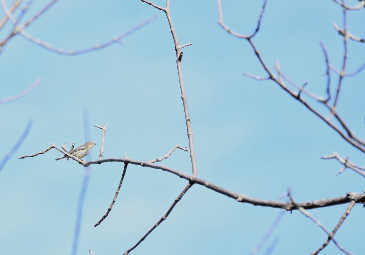 Yellow-rumped Warbler - ML623957174