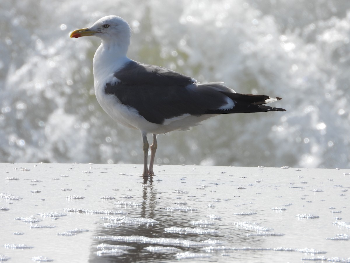 Lesser Black-backed Gull - ML623957175