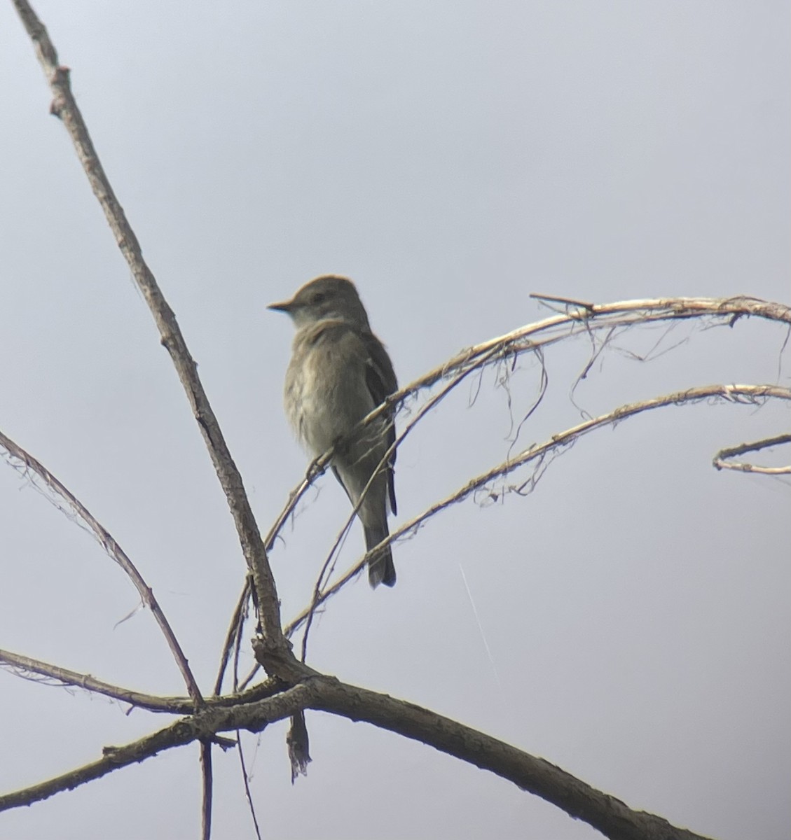 Western Wood-Pewee - ML623957176