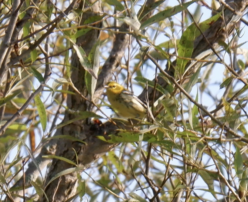 Black-throated Green Warbler - ML623957179