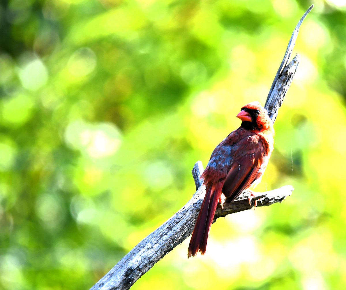 Northern Cardinal - ML623957183