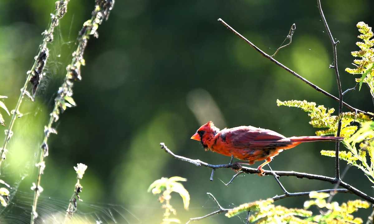 Northern Cardinal - ML623957185