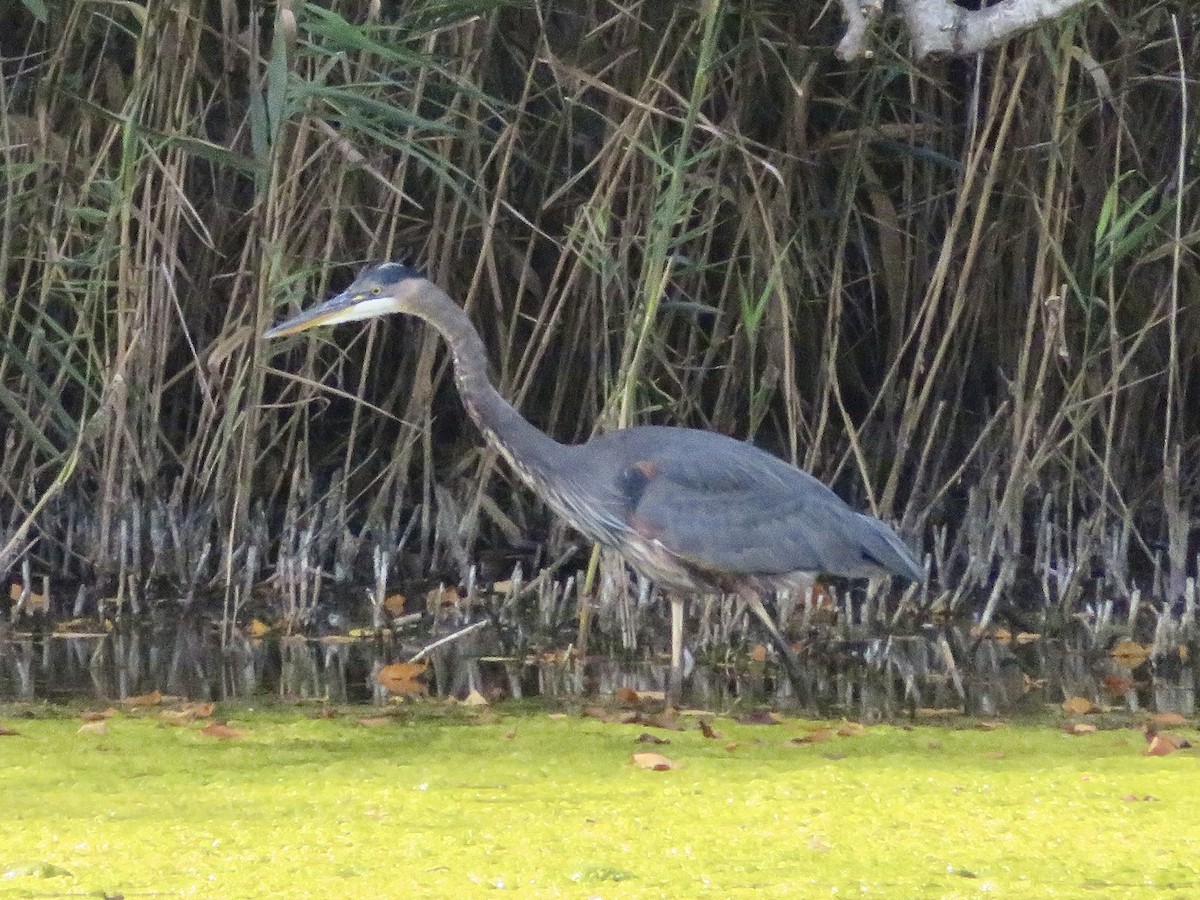 Great Blue Heron - ML623957186