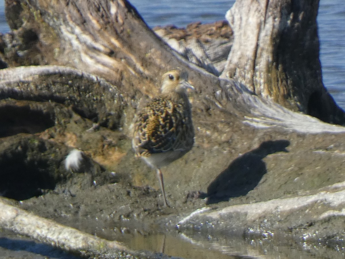 Pacific Golden-Plover - ML623957187