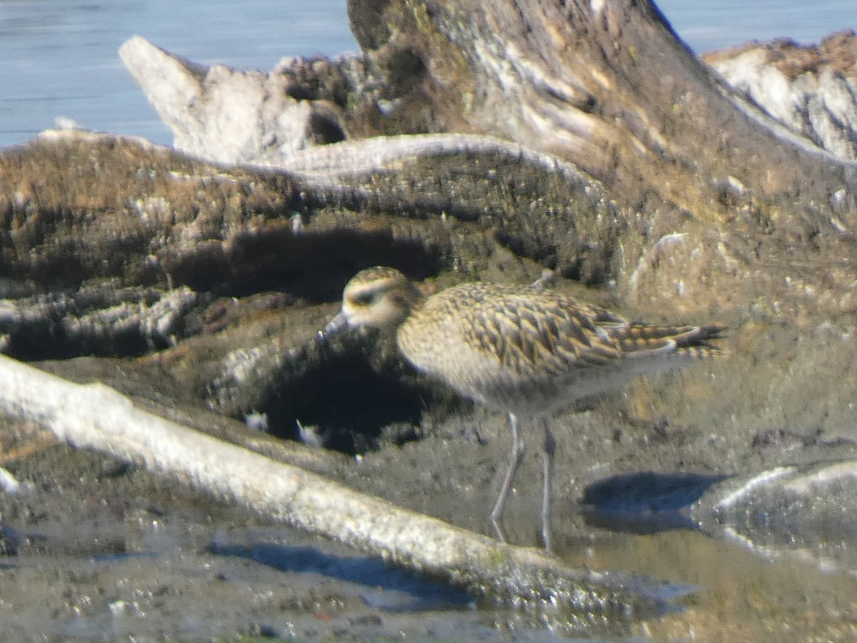 Pacific Golden-Plover - Tom O'Callahan 🦜