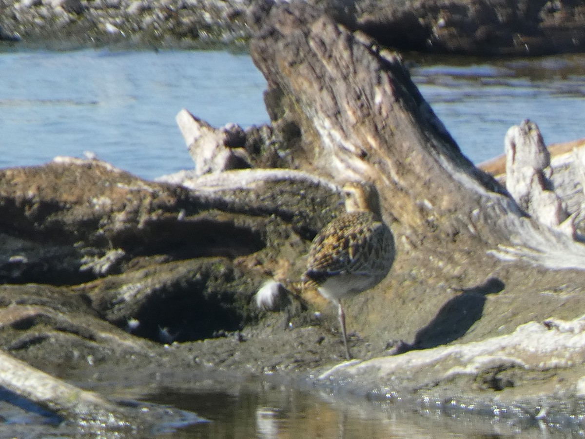 Pacific Golden-Plover - ML623957189