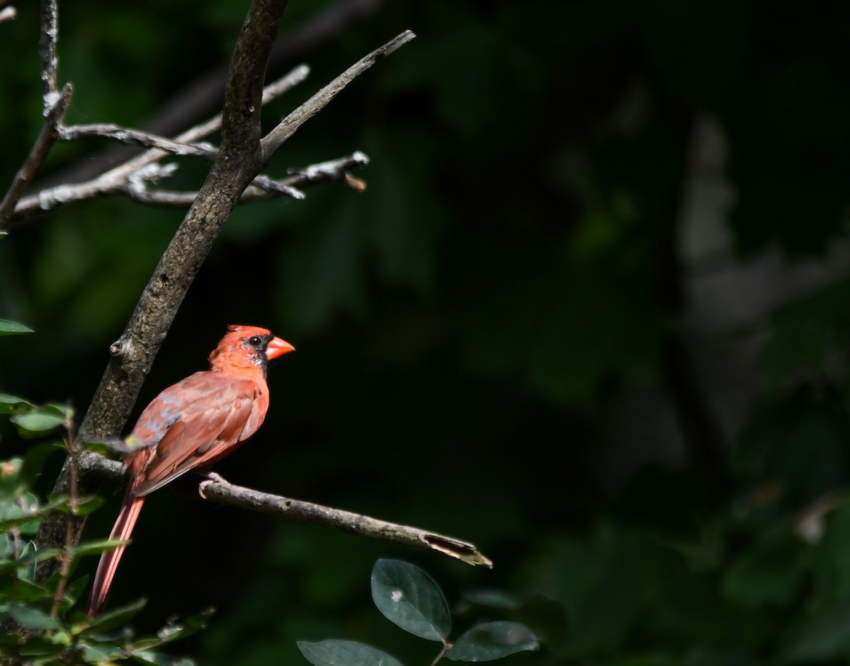 Northern Cardinal - ML623957197