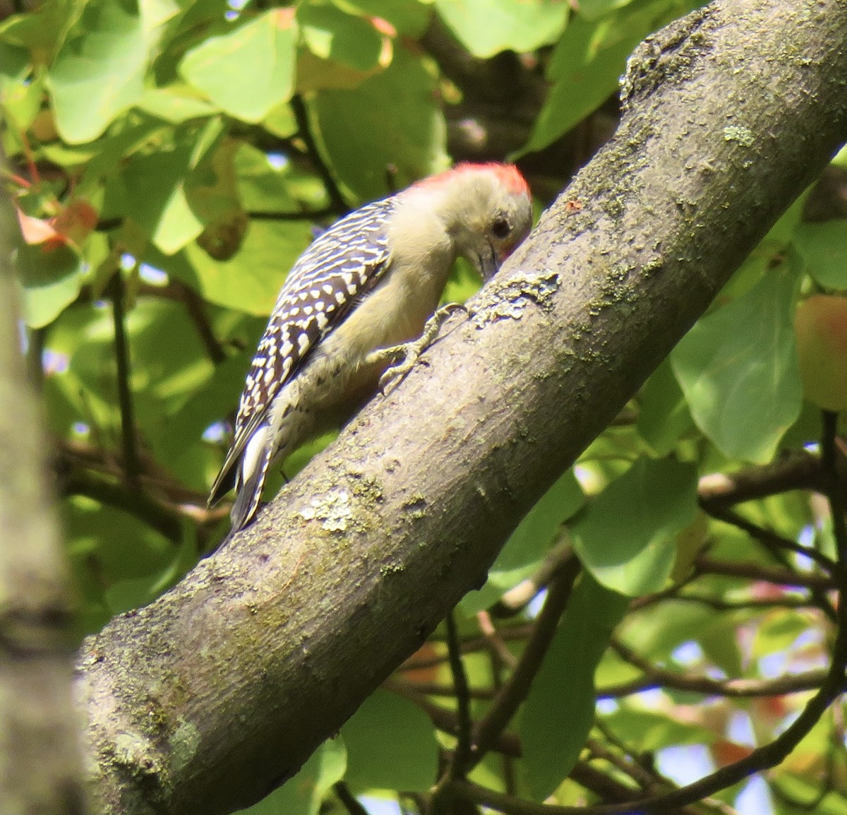 Red-bellied Woodpecker - ML623957198