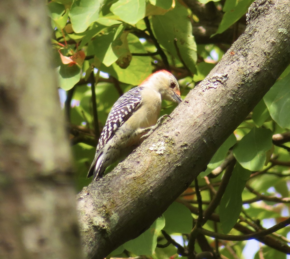 Red-bellied Woodpecker - ML623957199