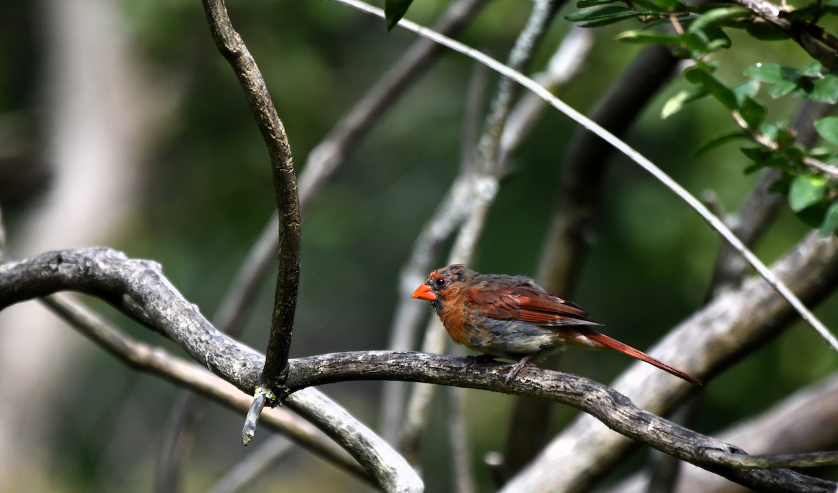 Northern Cardinal - ML623957201