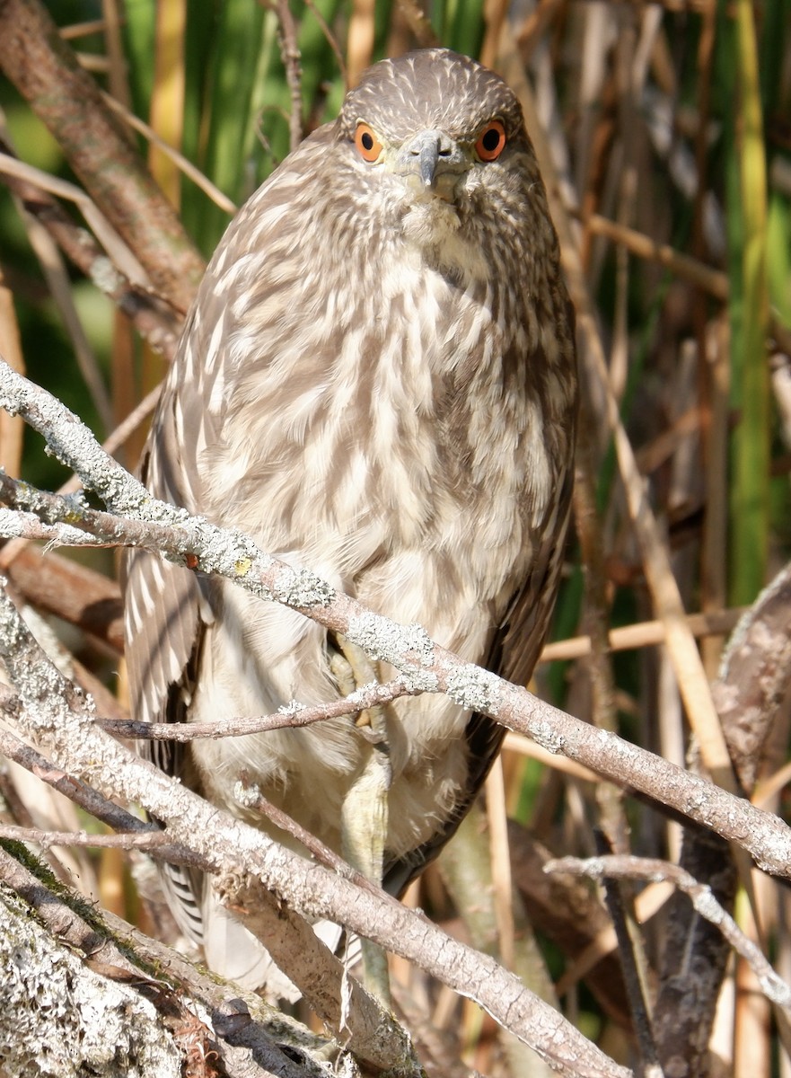 Black-crowned Night Heron - ML623957204