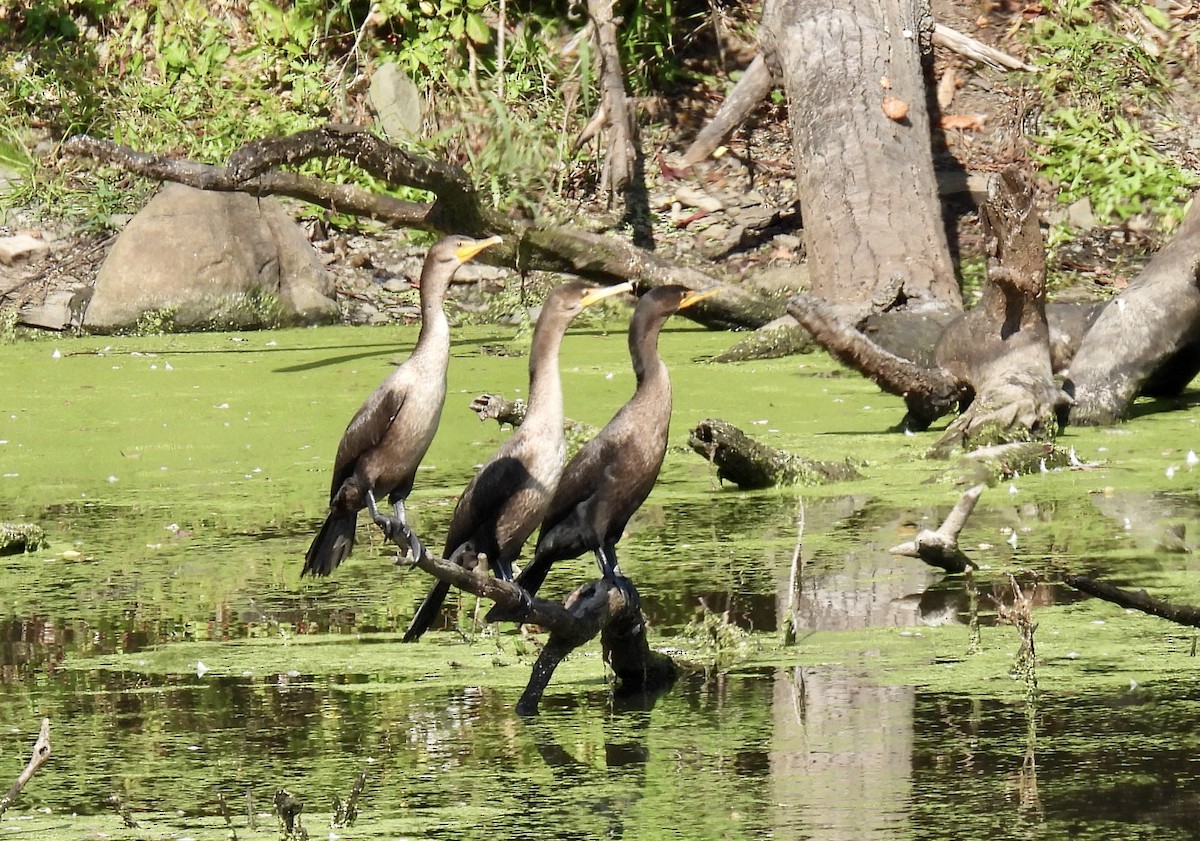 Cormoran à aigrettes - ML623957208