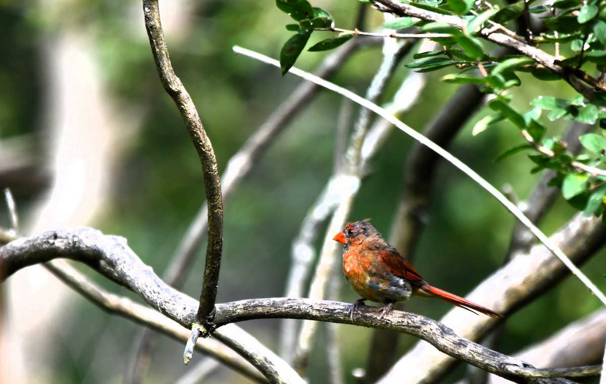 Northern Cardinal - ML623957214