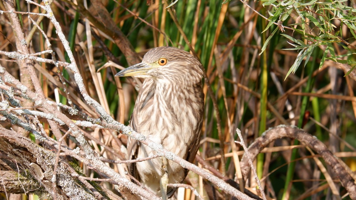 Black-crowned Night Heron - ML623957215