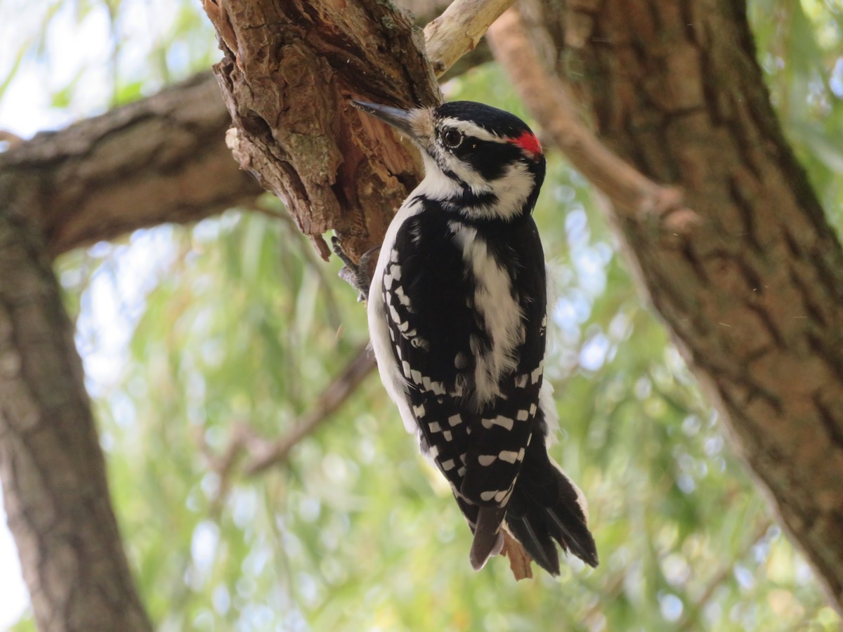 Hairy Woodpecker - ML623957216