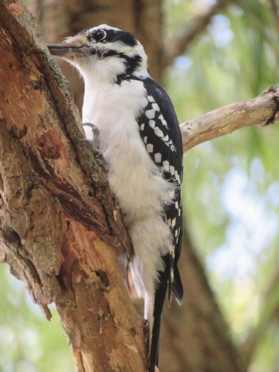 Hairy Woodpecker - ML623957217