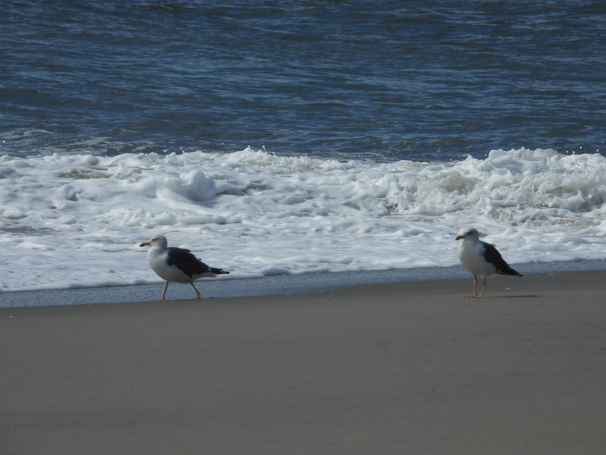 Lesser Black-backed Gull - ML623957219